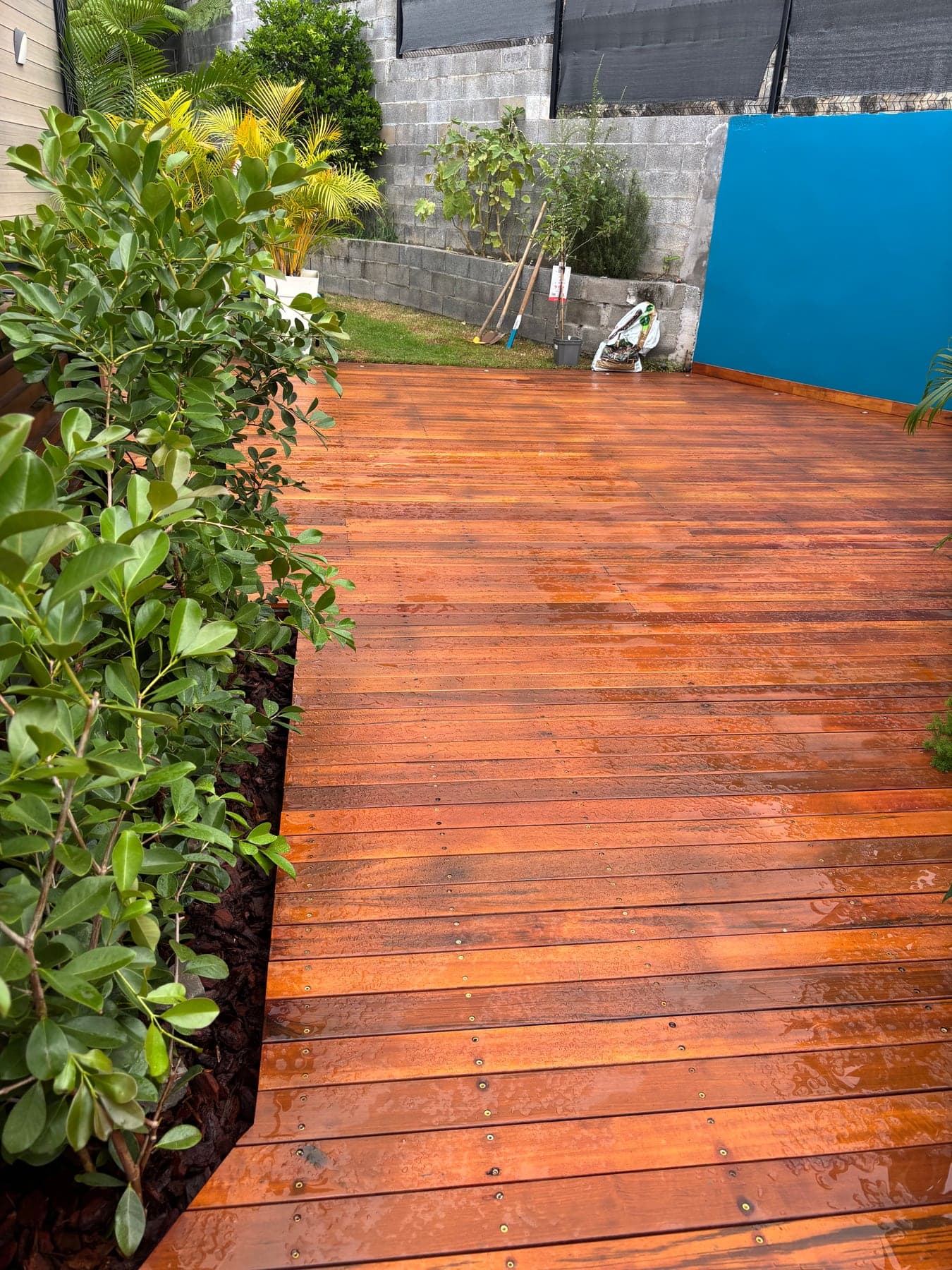 Terrasse en bois exotique livrée, bordée d'un massif planté le long du mur bleu