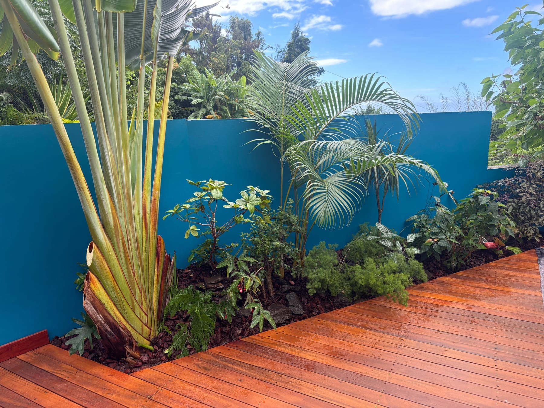 Mur peint en bleu et végétation tropicale en bordure de la terrasse en bois